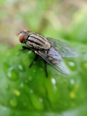 fly on leaf