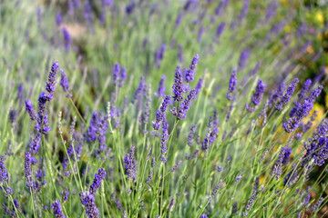 Lavender flowers in a garden. Selective focus.