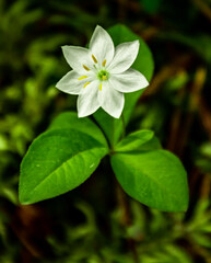 Fototapeta na wymiar White flower in the garden