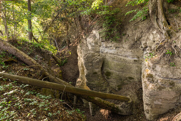Felsen im Wald in Thüringen bei Sonnenaufgang im Gegenlicht