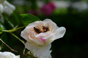two bees on a rose flower