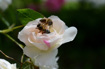 two bees on a rose flower