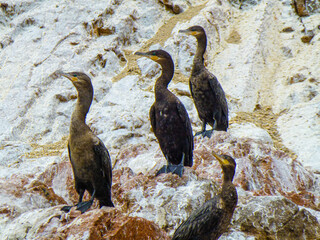Kormoran