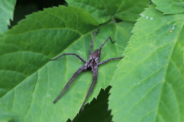 dunkle Spinne auf Wildkraut