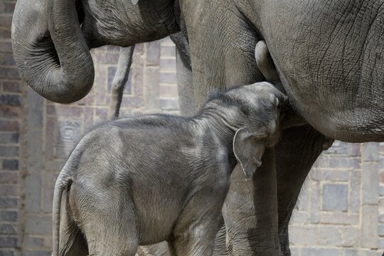 Elefantenmutter mit einen s&auml;ugenden Jungen, welches 7 Monate alt ist - Zoo Leipzig