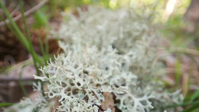 Lots of white lichens on the tree trunk
