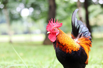 Colorful rooster in the park