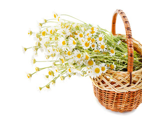 Fototapeta na wymiar Beautiful white chamomile in a basket.