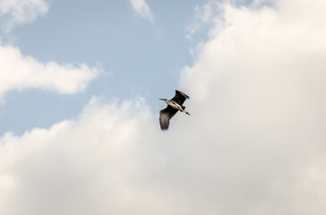 Gray Heron in flight over the swamp 
