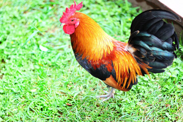 Colorful rooster in the park