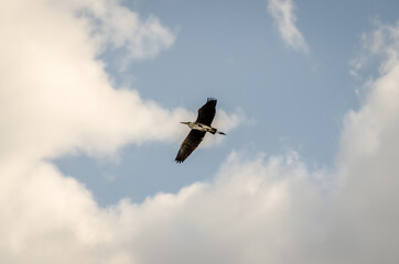 Gray Heron in flight over the swamp 