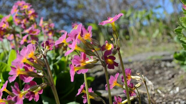beautiful violet, yellow and purple primula x, pubescens flowers blooming in summer sunshine