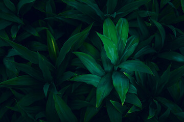 Fototapeta na wymiar The dark green leaves in nature are tropical leaves.