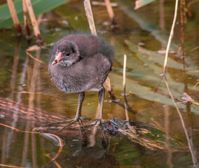 Cute Baby Moorhen Stands on Floating Log in British Pond. Fledgling wildlife takes to the water.