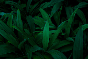 Fototapeta na wymiar The dark green leaves in nature are tropical leaves.