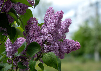 lilac flowers in the garden