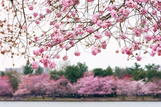 Cherry blossoms.