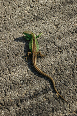 Brown green lizard crawling on the ground. Very beautiful and small lizard. Disguise animal. Camouflaged animal.Lizard close up, macro, copy space, natural background.Garden lizard warming up on road