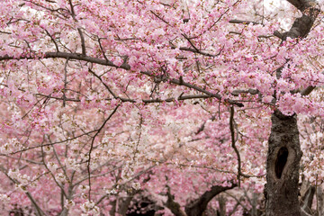 Cherry blossoms.