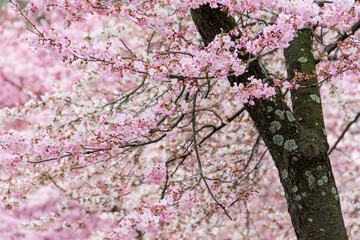 Cherry blossoms.