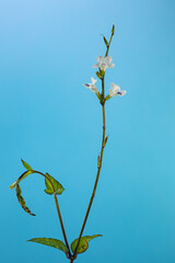 branch of a tree with blue sky