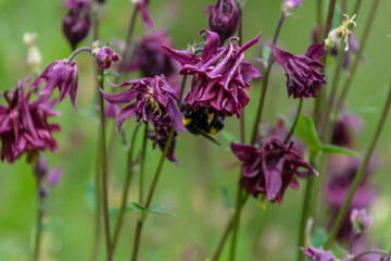 Erdhummel, bei der Pollenernte an Blüten der Akelei, hängend