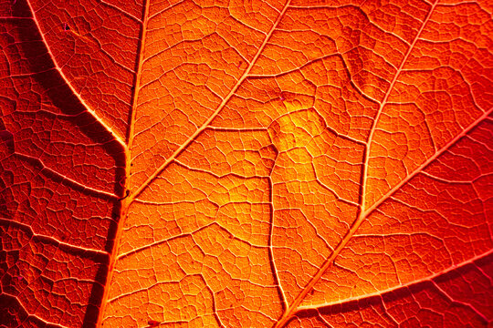 Close up of autumn coloured leaf with detail