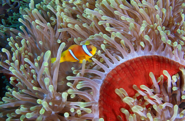 Fototapeta na wymiar Clown anemone fish lives in anemone at the bottom of the ocean. Beautiful big anemone