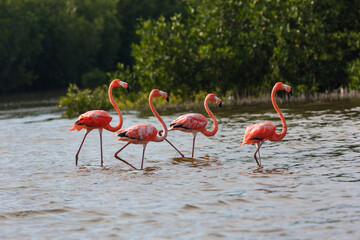 flock of flamingos