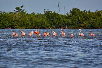 group of flamingos in the lake