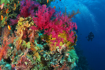 Fototapeta na wymiar Scuba diver watching beautiful colorful coral reef with fish