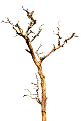 Dry branch of dead tree with cracked dark bark.beautiful dry branch of tree isolated on white background.Single old and dead tree.Dry wooden stick from the forest isolated on white background .