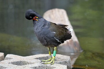 Kuriosum - Die deutschen Nationalfarben, schwarz, rot, Gold am Schnabel eines interessanten Vogels