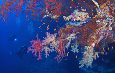 Fototapeta na wymiar Scuba divers watching beautiful colorful coral reef with red and pink soft corals