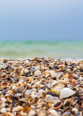 Seashells on the seashore. Sea waves. Coast