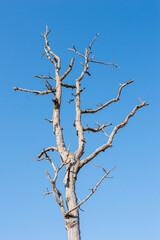 Dead branches of a tree.Dry tree branch.Part of single old and dead tree on blue sky background.Dry wooden stick from the forest isolated .