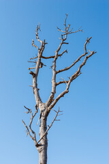 Dead branches of a tree.Dry tree branch.Part of single old and dead tree on blue sky background.Dry wooden stick from the forest isolated .