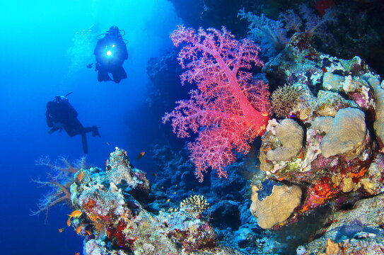 Scuba divers watching beautiful colorful coral reef with red fish and big pink soft coral