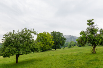 Nebel und Wolken  bei Regen im Thüringerwald am Obsthang