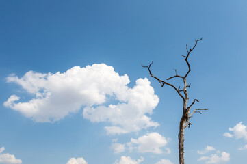 Dead tree trunk under cloudy blue sky background.Dry wood branches standing alone against the blue sky use for background,Shows the cause of natural disaster and global warming.Environment concept.