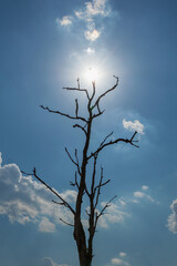 Dead tree trunk under cloudy blue sky background.Dry wood branches standing alone against the blue sky use for background,Shows the cause of natural disaster and global warming.Environment concept.