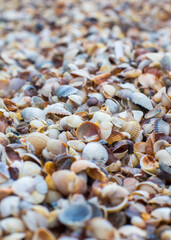 Seashells texture, pattern wallpaper closeup