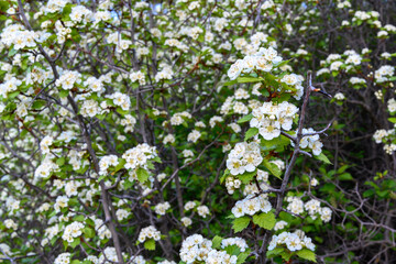Obraz na płótnie Canvas white flowers of a thornbush 