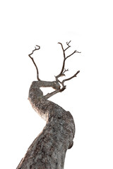 Dry branch of dead tree with cracked dark bark.beautiful dry branch of tree isolated on white background.Single old and dead tree.Dry wooden stick from the forest isolated on white background .