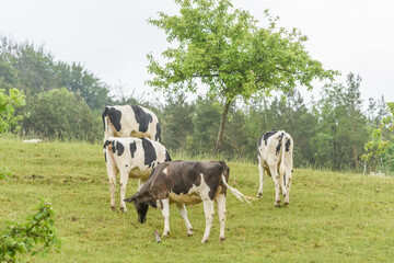 Weidende Kühe in Thüringen zwischen Obstbäumen
