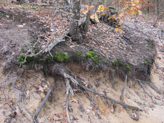 sand and bare tree roots in the forest