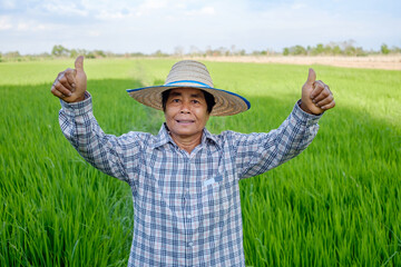 A happy old asian farmer woman smile face thumb up standing in a rice field.