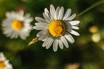 Fototapeta premium Daisy flower detail.Spring flower close up.Wonderful fabulous daisies on a meadow in spring.Spring blurred background.Blooming white daisy selective focus.Romantic bright wallpaper copy space