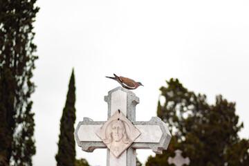 bird standing over a gravestone