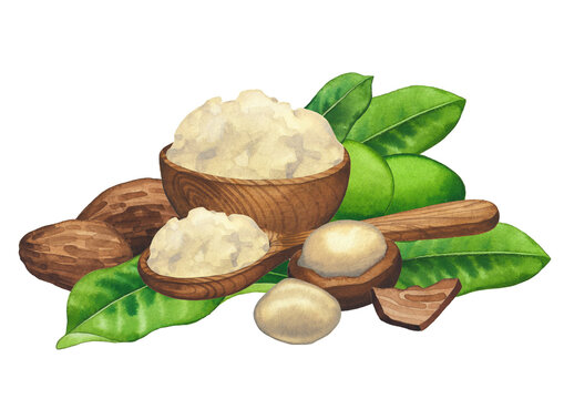 Watercolor composition of shea plants and butter inside the wooden bowl and spoon